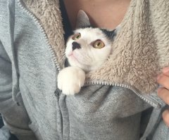猫写真