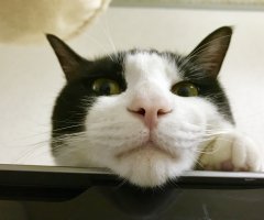 ネコ写真