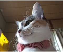 ネコ写真