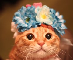 ネコ写真