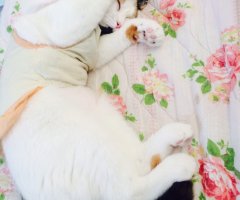 猫写真