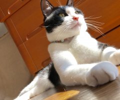 猫写真