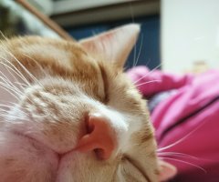 猫写真