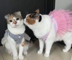 猫写真