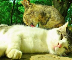 ネコ写真