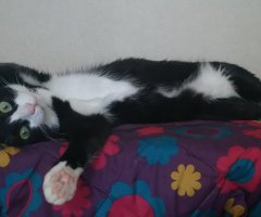 猫写真