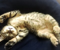 猫写真