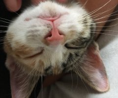 ネコ写真