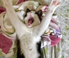 ネコ写真
