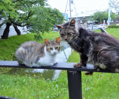 猫写真