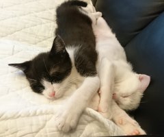 ネコ写真
