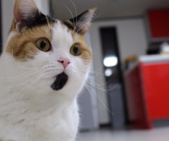 ネコ写真