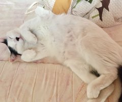 猫写真