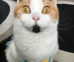 猫写真