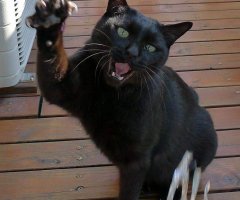 猫写真