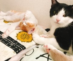 ネコ写真