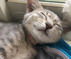 猫写真