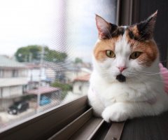 猫写真