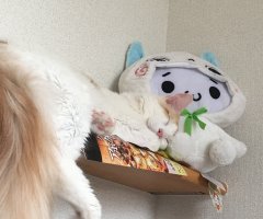 ネコ写真