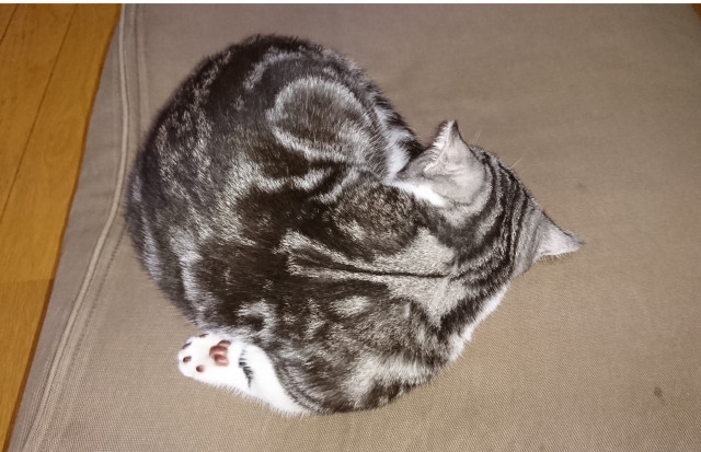 どうしてこうなった かわいい猫写真 猫画像の投稿サイト ネコジルシ どうしてこうなった かわいい猫写真 猫画像の投稿サイト ネコジルシ