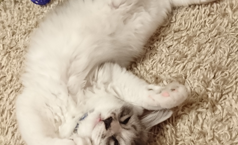 幸せだにゃん(*ฅ´ω`ฅ*)