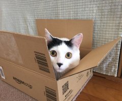 ネコ写真