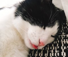 ネコ写真