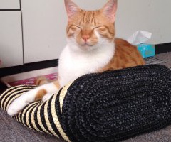 ネコ写真