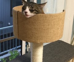 ネコ写真