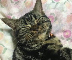 ネコ写真