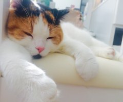 ネコ写真