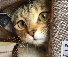 ネコ写真