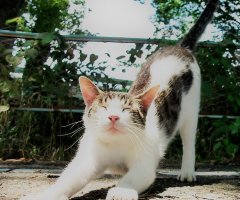 ネコ写真