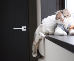 ネコ写真