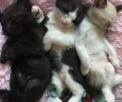 ネコ写真