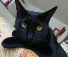 ネコ写真