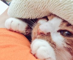 ネコ写真