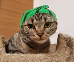 ネコ写真