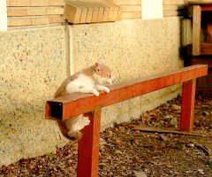 ネコ写真