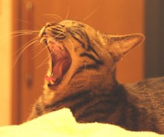 ネコ写真