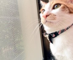 ネコ写真
