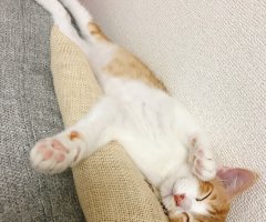 ネコ写真