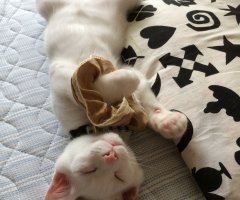 ネコ写真