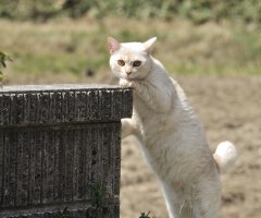 ネコ写真