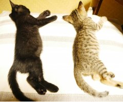 ネコ写真