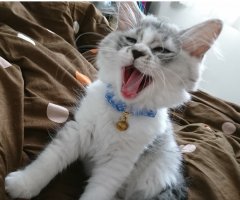 ネコ写真
