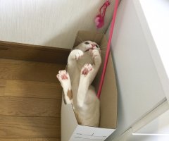 ネコ写真