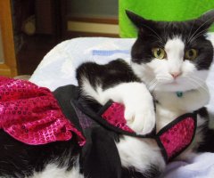 ネコ写真