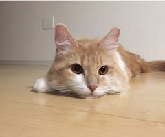 ネコ写真