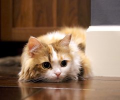 ネコ写真